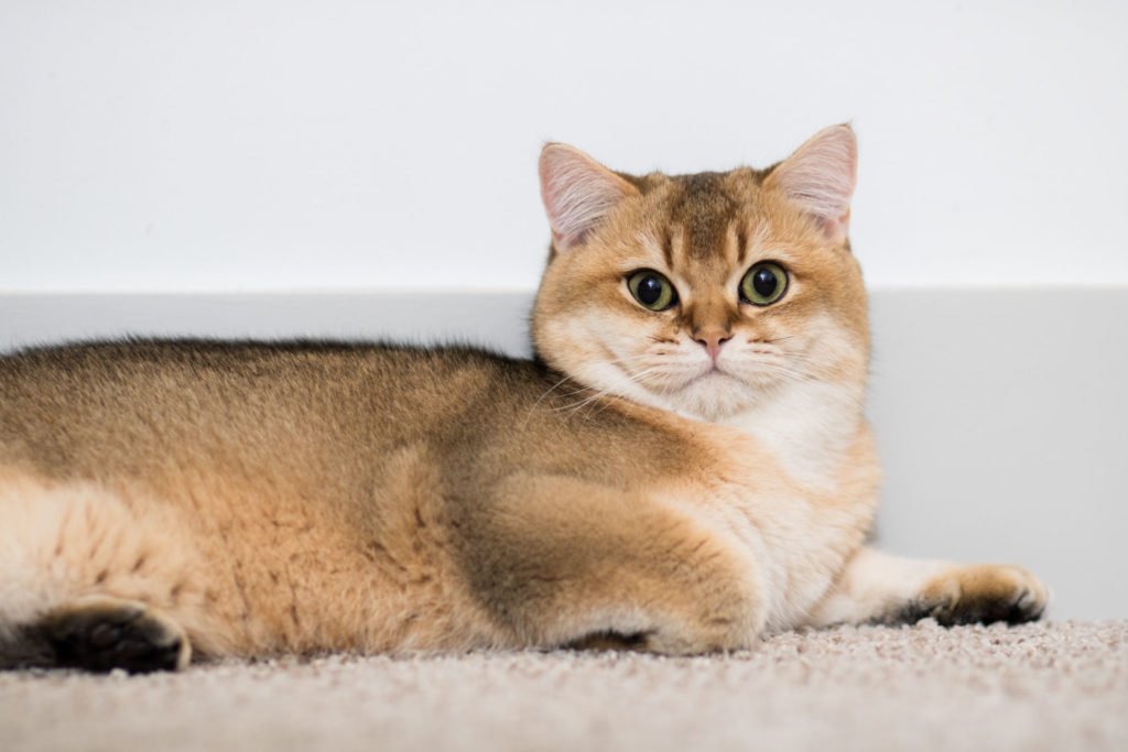 teddy british shorthair cat