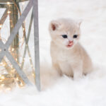 Cute British shorthair kitten