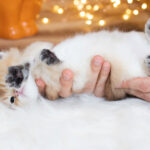 black paws kittens for sale orange kittens available