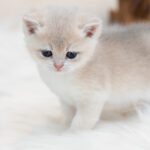 Available british shorthair kittens for sale