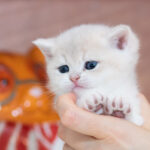 Kittens is USA available golden blue british shorthair