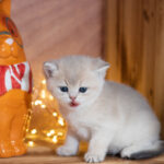 christmas kittens for sale, birthday gift, cute kittens for sale GA