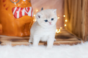 British Shorthair Kitten Silverly