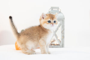 Baxter british shorthair kitten available