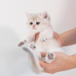 Hurry! Reserve this british shorthair kitten today