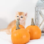 the best british shorthair kittens for sale