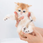 british shorthair kitten ny12 for sale