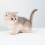 British Shorthair Male Kitten AY11 For Sale