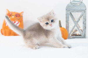Introducing Baloo he is a male briths shorthair kitten for sale