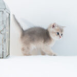 british shorthair kittens available for sale
