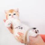 for sale Bianca british shorthair kitten