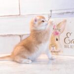 cute little orange kittens for sale states British kittens for sale