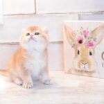BHS ny12 ny13 cute little golden kittens for sale
