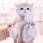 where to find British golden kittens for sale?