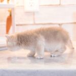 AY12 golden black British shorthair kittens available is USA NEAR ME