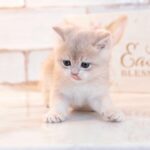 cat kittens british shorthair ny11 ny12 cute cats cat lovers