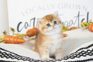 Daisy - available british shorthair kitten
