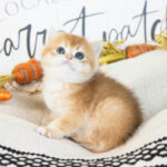 BSH kittens for sale in USA