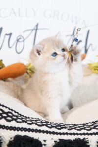 Dolphin red sea British Shorthair Kittens available for sale in USA