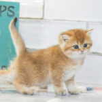 Daisy british shorthair kittens