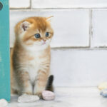 BSH Cats Daisy NY11 Available kitten