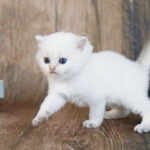 Blue eyes kittens for sale white kittens for sale