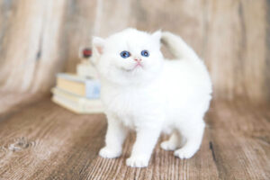 British Shorthair Kittens available in USA for sale