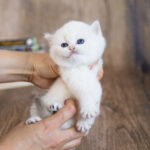 white kitten with blue sapphire eyes for sale