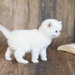 cute kittens in usa for sale